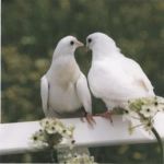 Wedding doves